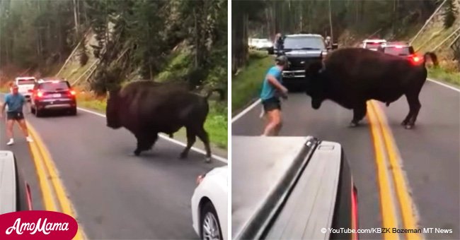 Close call for tourist who taunted an already aggravated bison (video)