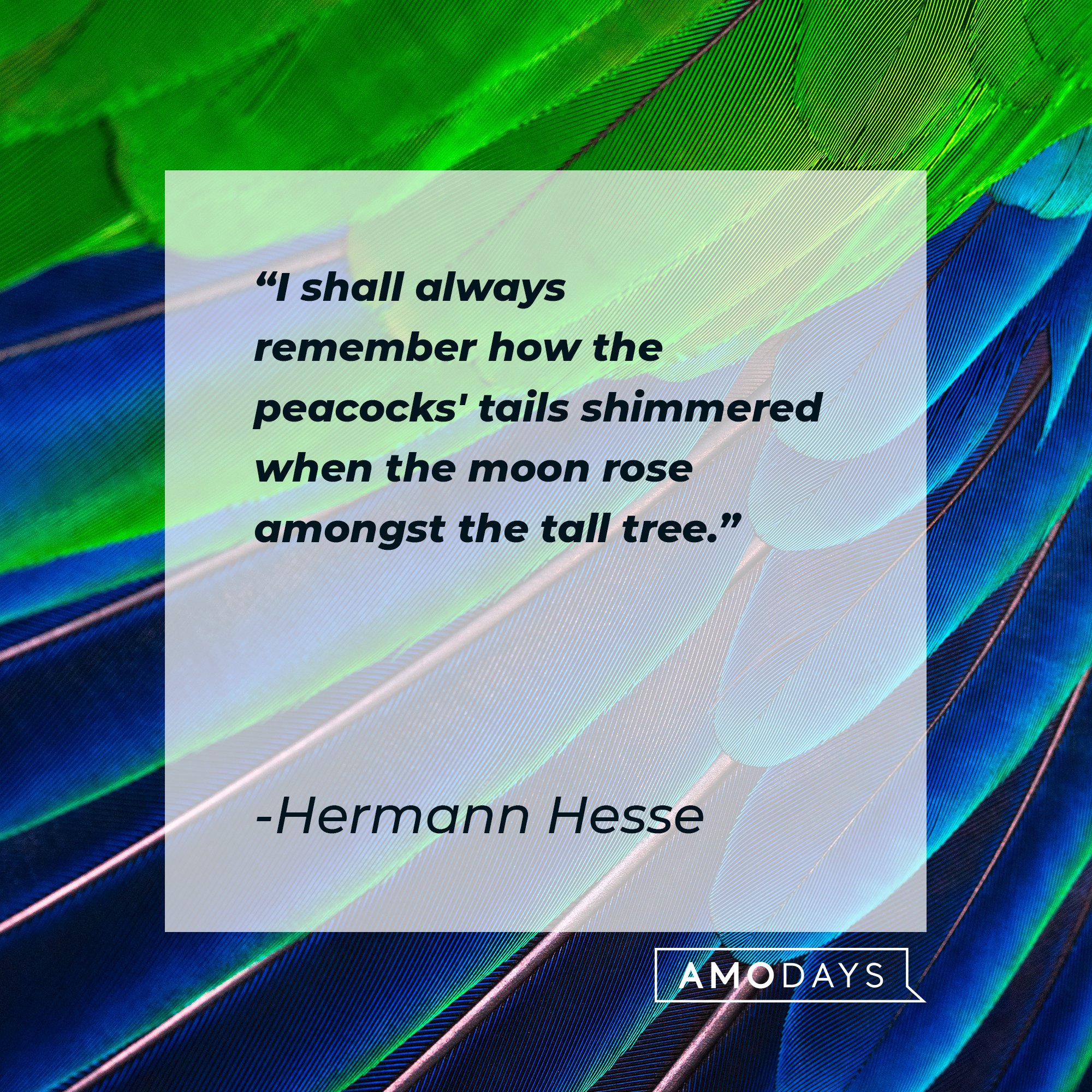 Hermann Hesse’s quote: "I shall always remember how the peacocks' tails shimmered when the moon rose amongst the tall tree." | Image: AmoDays