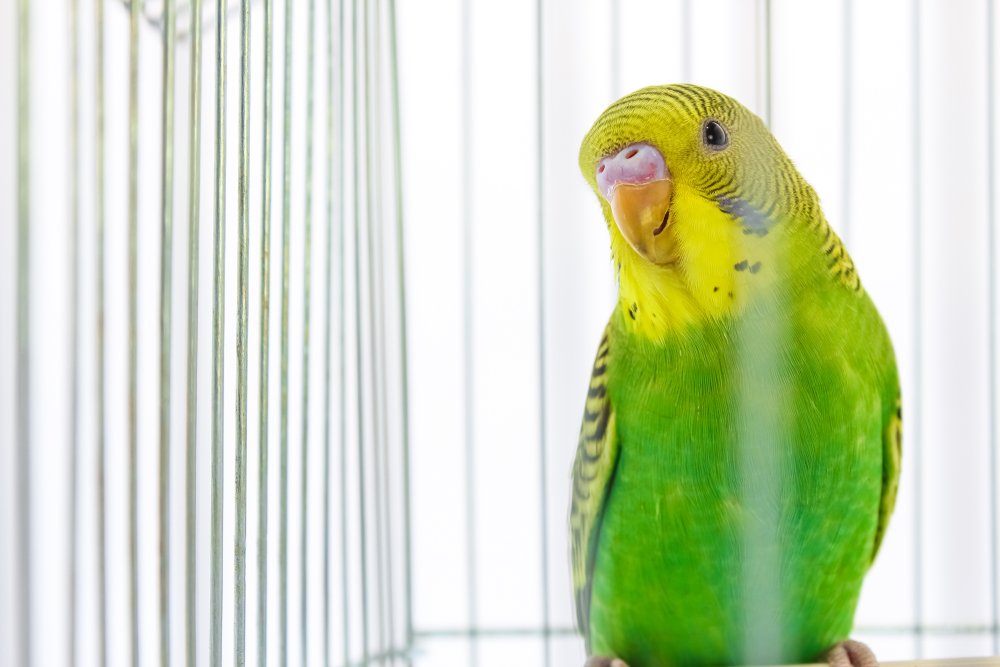 Parrot in a cage | Photo: Shutterstock.com