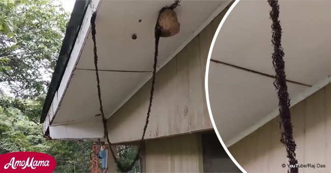 Watch these army ants build a hanging bridge to attack a wasp nest