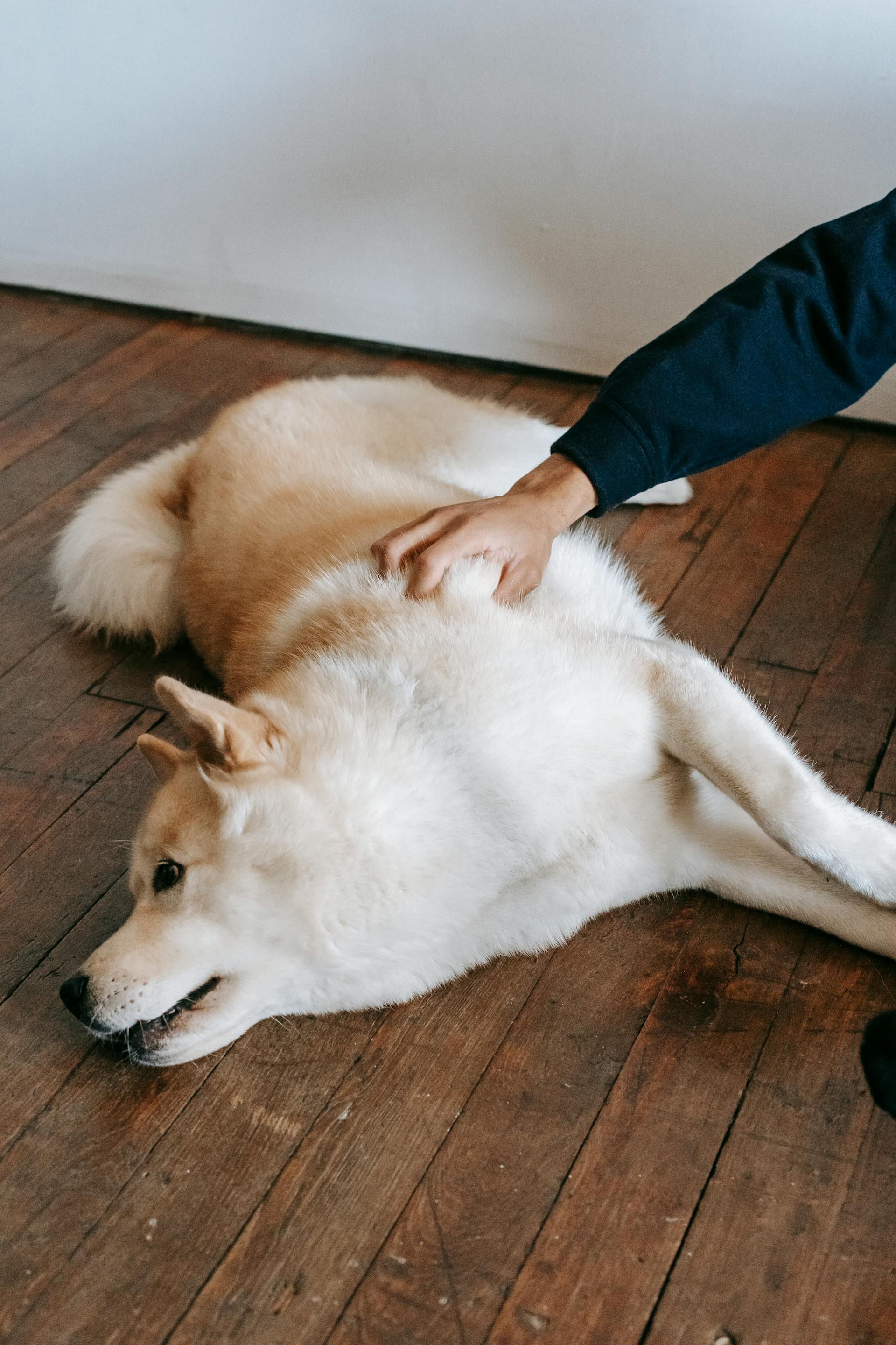 A man pats a dog while he is lying on the floor | Source: Pexels