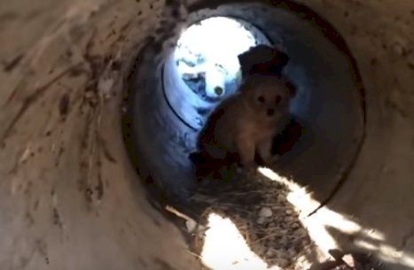 Source: YouTube/Dog Rescue Shelter Mladenovac