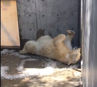 Nora rollt auf Eiswürfeln | Quelle: Facebook / Utah's Hogle Zoo
