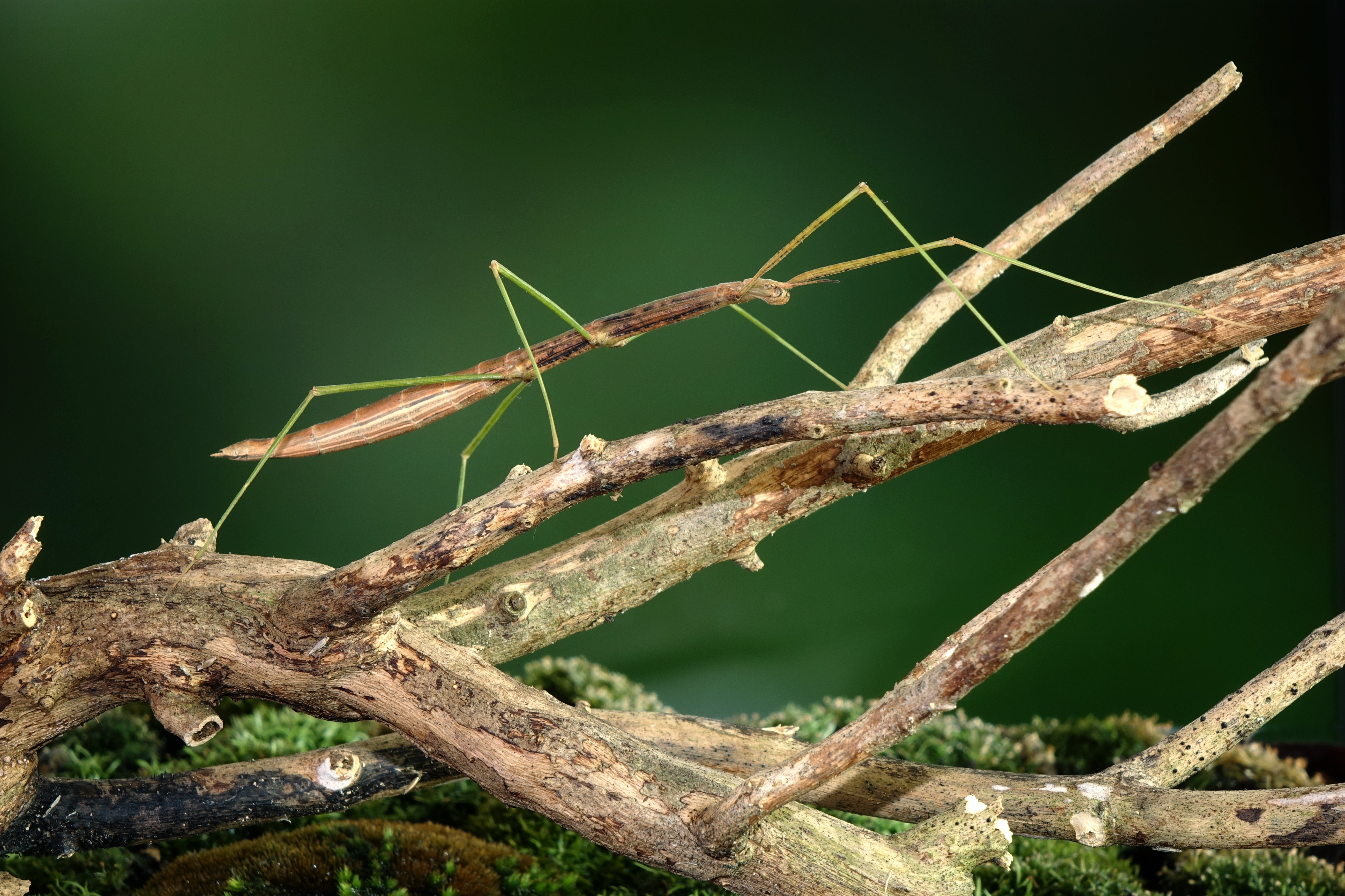 Image Credit: shutterstock