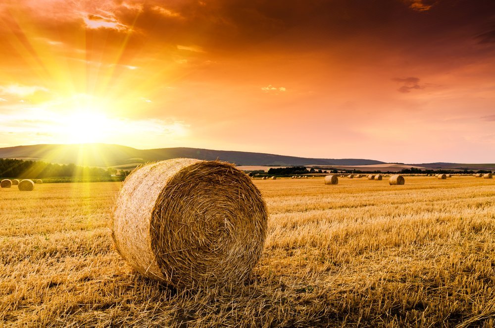 A field with Hay | Shutterstock