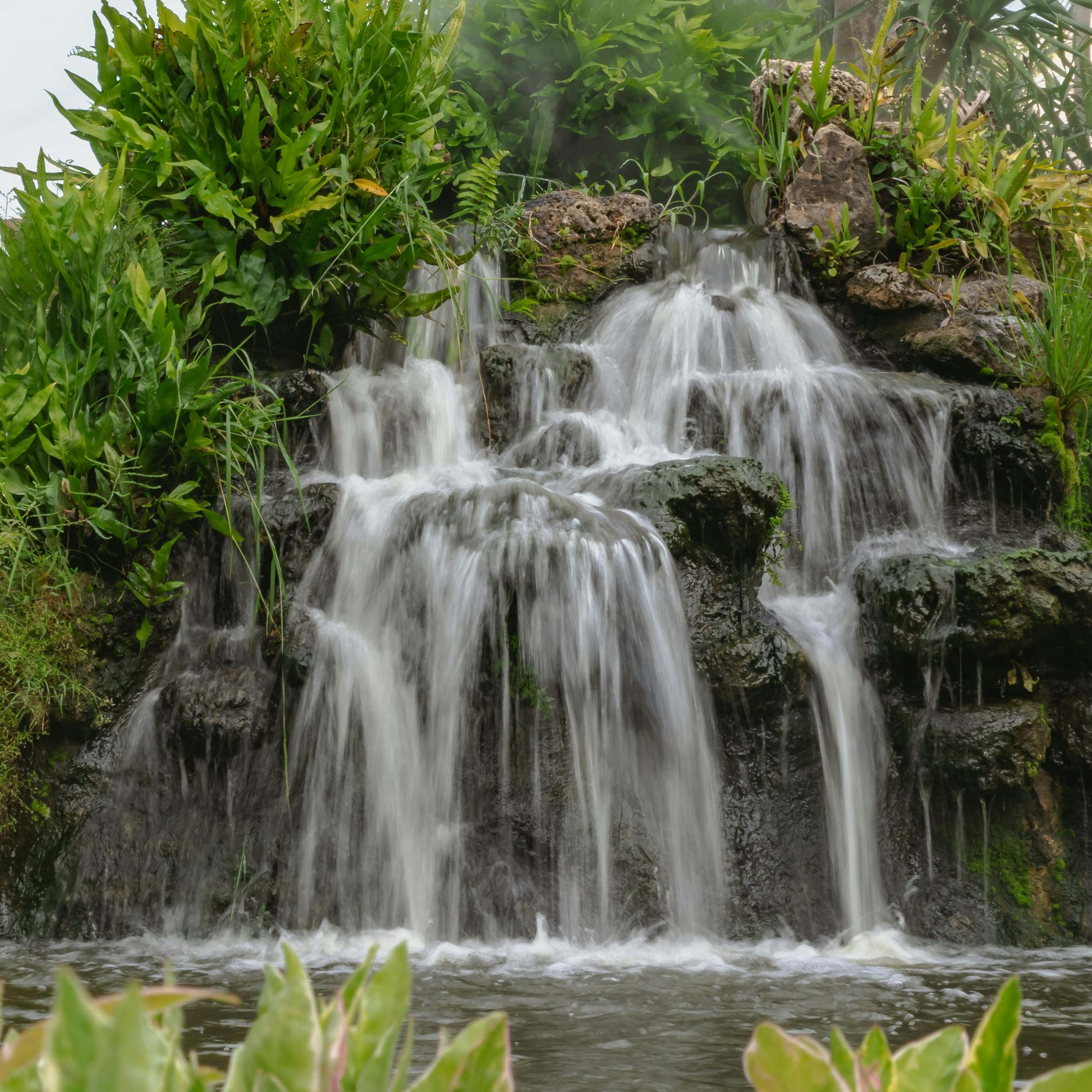 A lush, primordial garden | Source: Pexels