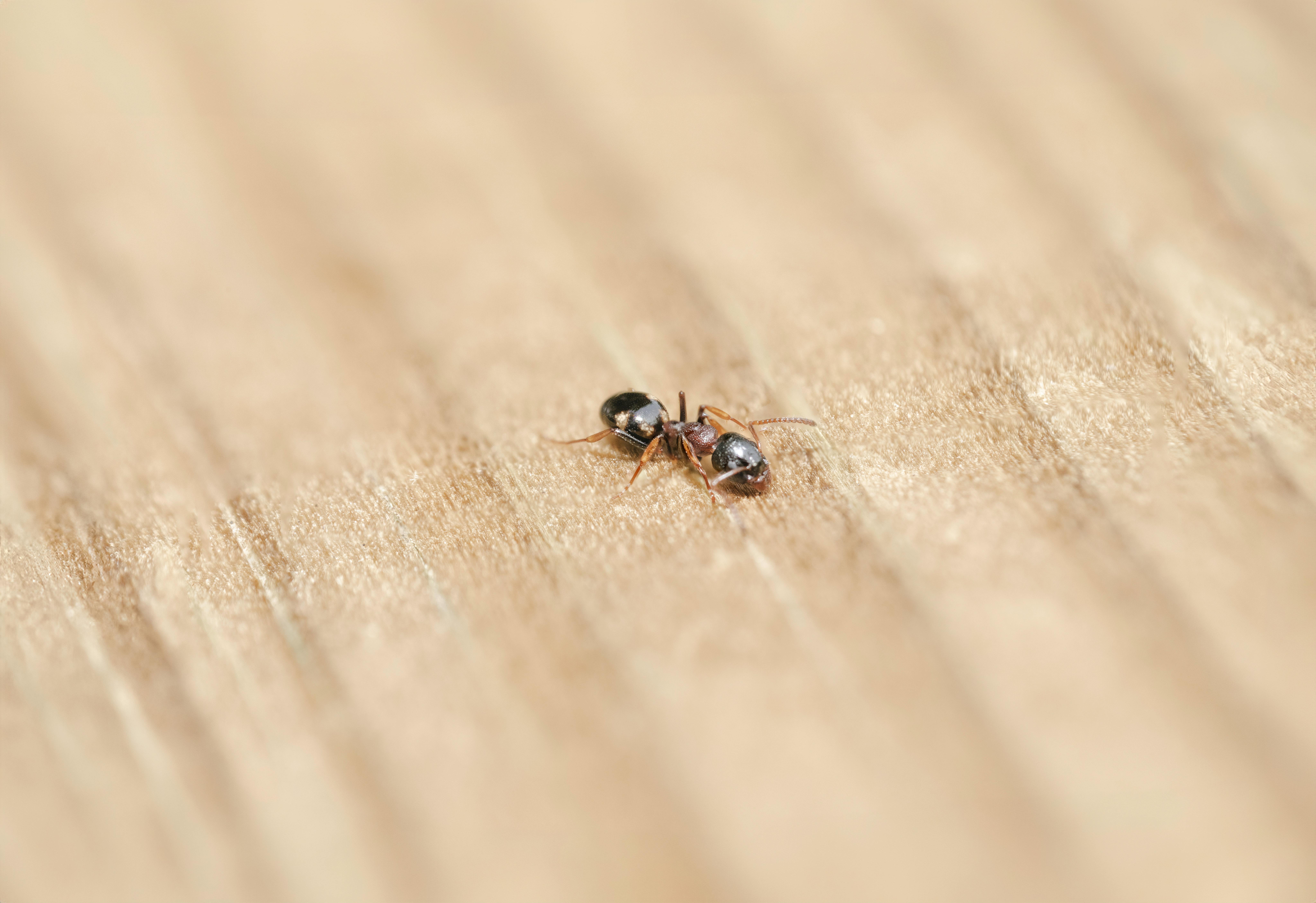 An ant crawling on a table | Source: Pexels