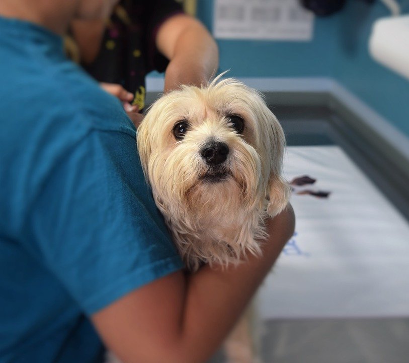 A photo of a dog at the veterinary clinic. | Photo: Pixabay.