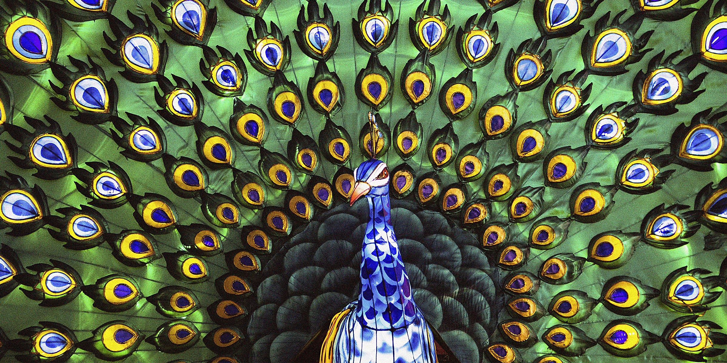 Peacock  | Source: Unsplash