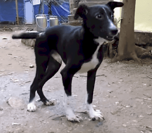 Source: Youtube/Animal Aid Unlimited, India