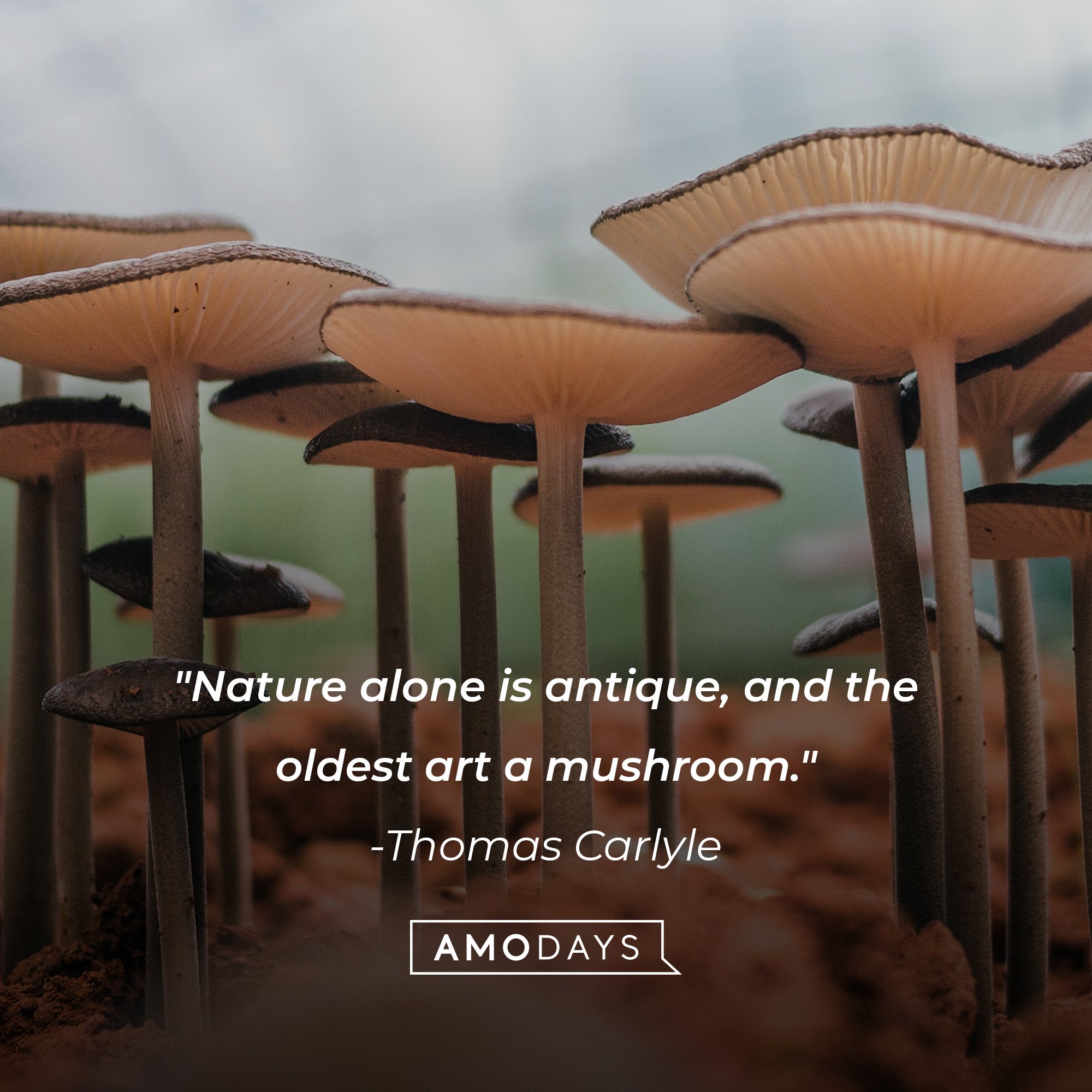 Thomas Carlyle’s quote: "Nature alone is antique, and the oldest art a mushroom." | Image: AmoDays