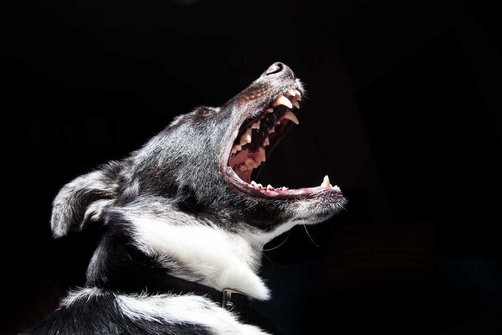 Un chien en train d'aboyer | Photo : Pexels