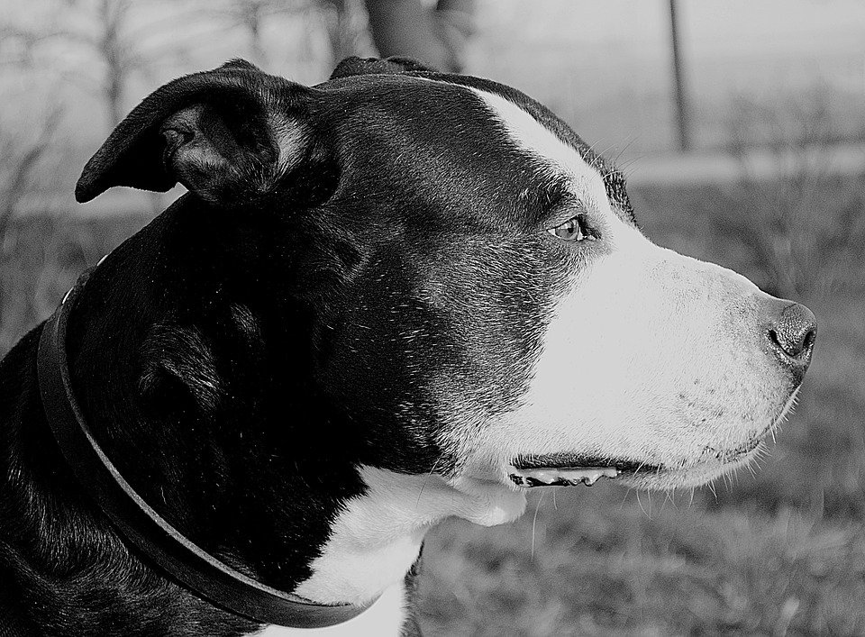 Perro pitbull mirando fijamente al horizonte | Foto: Pixabay Perro pitbull mirando fijamente al horizonte | Foto: Pixabay
