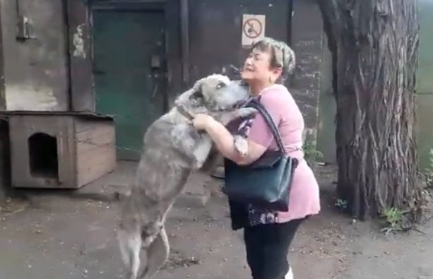 Perro olfatea y reconoce a su ama tras dos años perdido. | Foto: Facebook/schastlivie.zhivotnie Perro olfatea y reconoce a su ama tras dos años perdido. | Foto: Facebook/schastlivie.zhivotnie