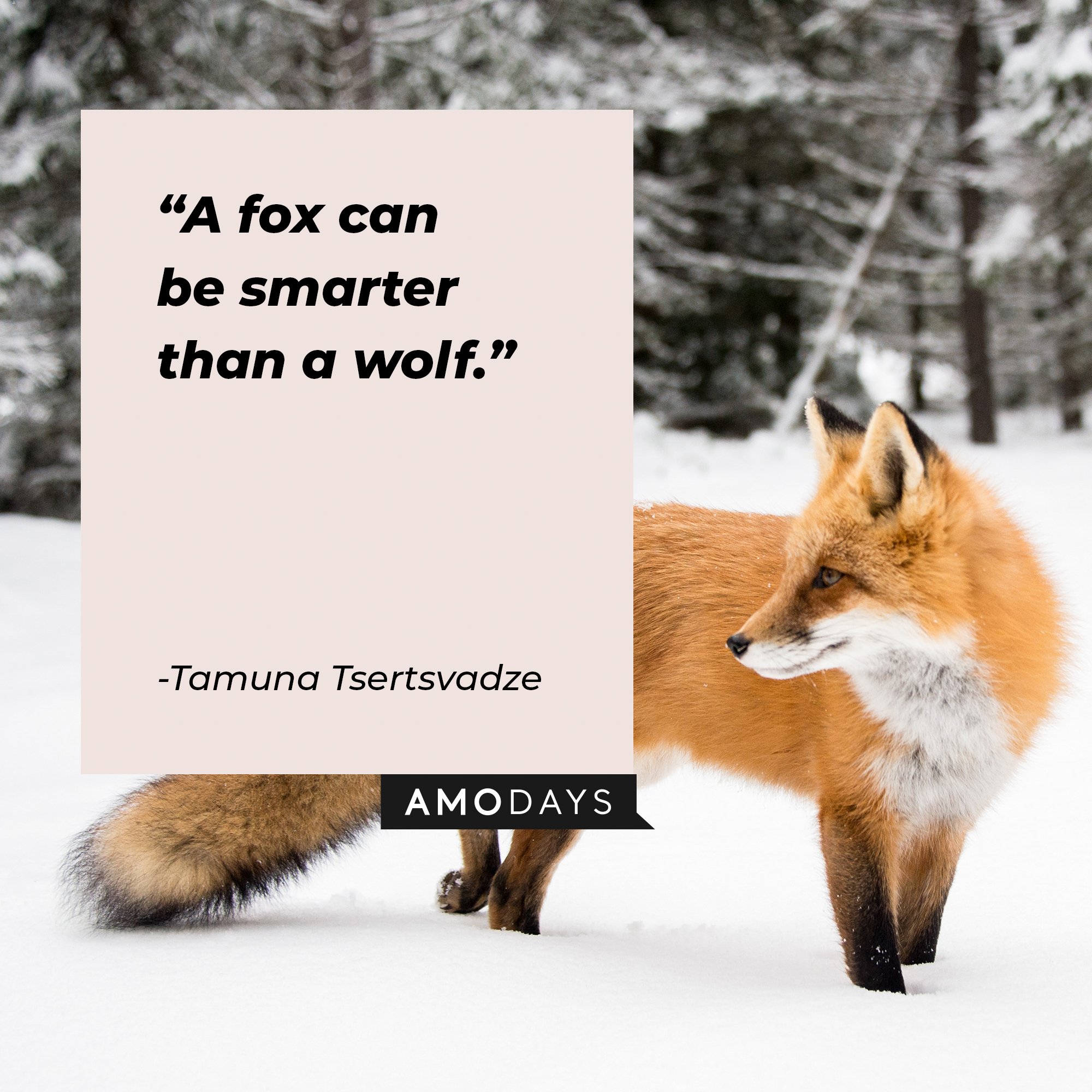 Tamuna Tsertsvadze's quote: "A fox can be smarter than a wolf." | Image: AmoDays