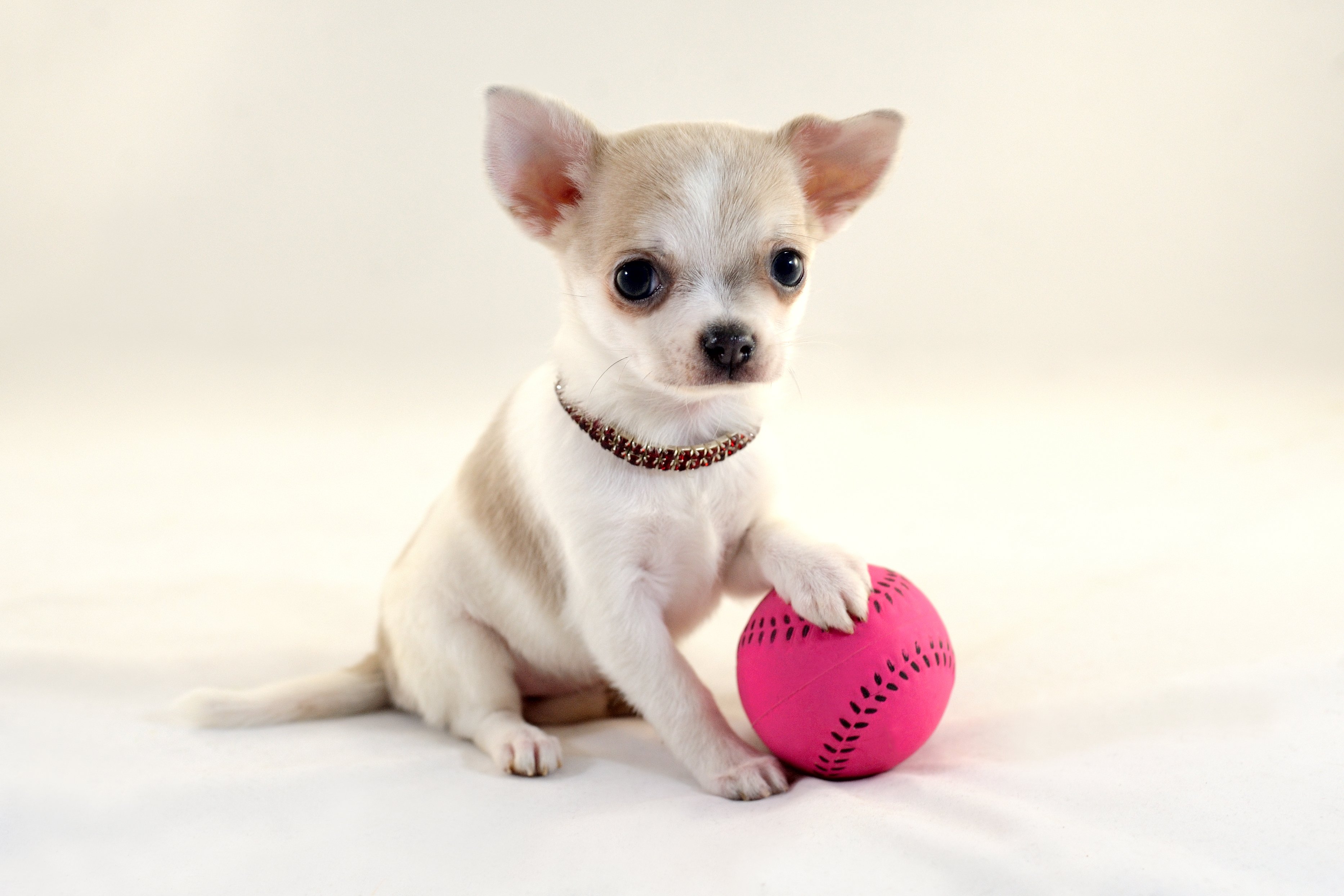 Short-haired white color miniature Chihuahua puppy with a pink tennis ball on white background | Photo: Shutterstock