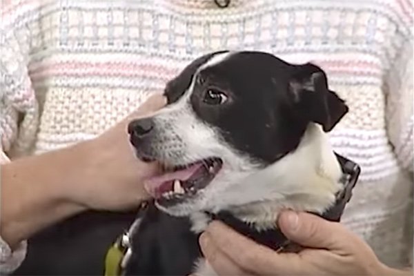 Die Familie begrub ihren Hund. Am nächsten erwachten sie durch