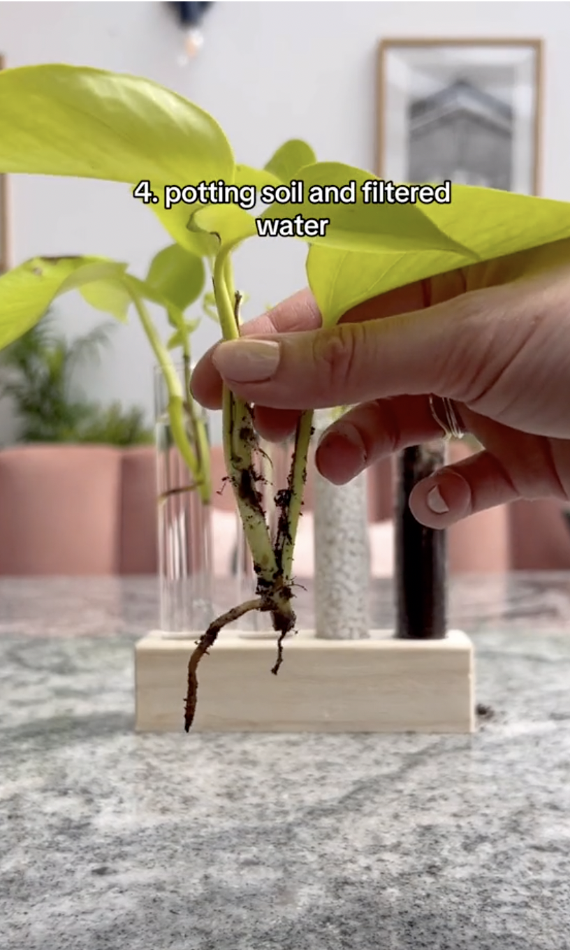 The results of the fourth Neon pothos cuttings being propagated in different mediums in a clip uploaded on October 5, 2024 | Source: TikTok/thelittlelifelately