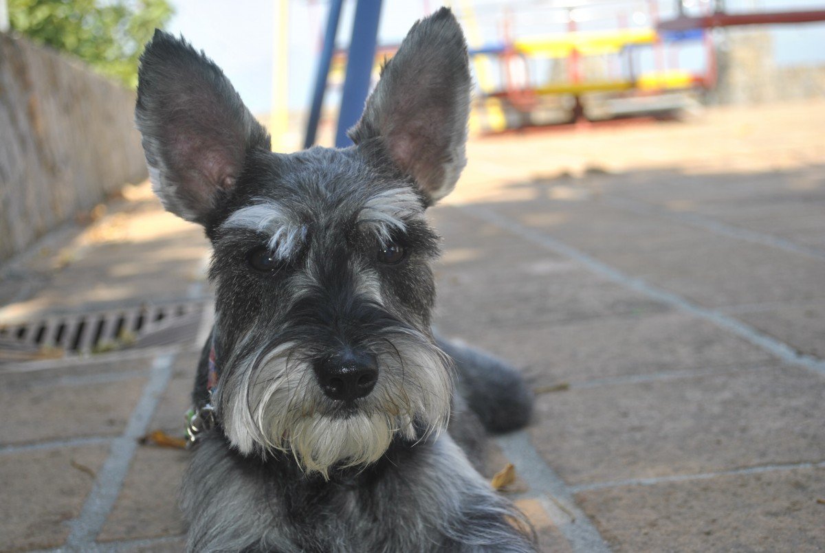Schnauzer recostado sobre el piso de concreto mientras posa para la cámara. | Foto: PxHere