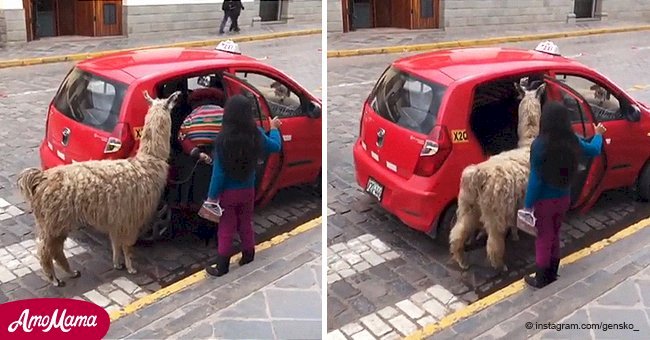 Alpaca catching a cab in Peru has millions of viewers enthralled (video)