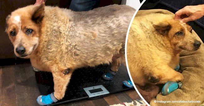 Severely overweight dog found face-down in a field makes an amazing recovery