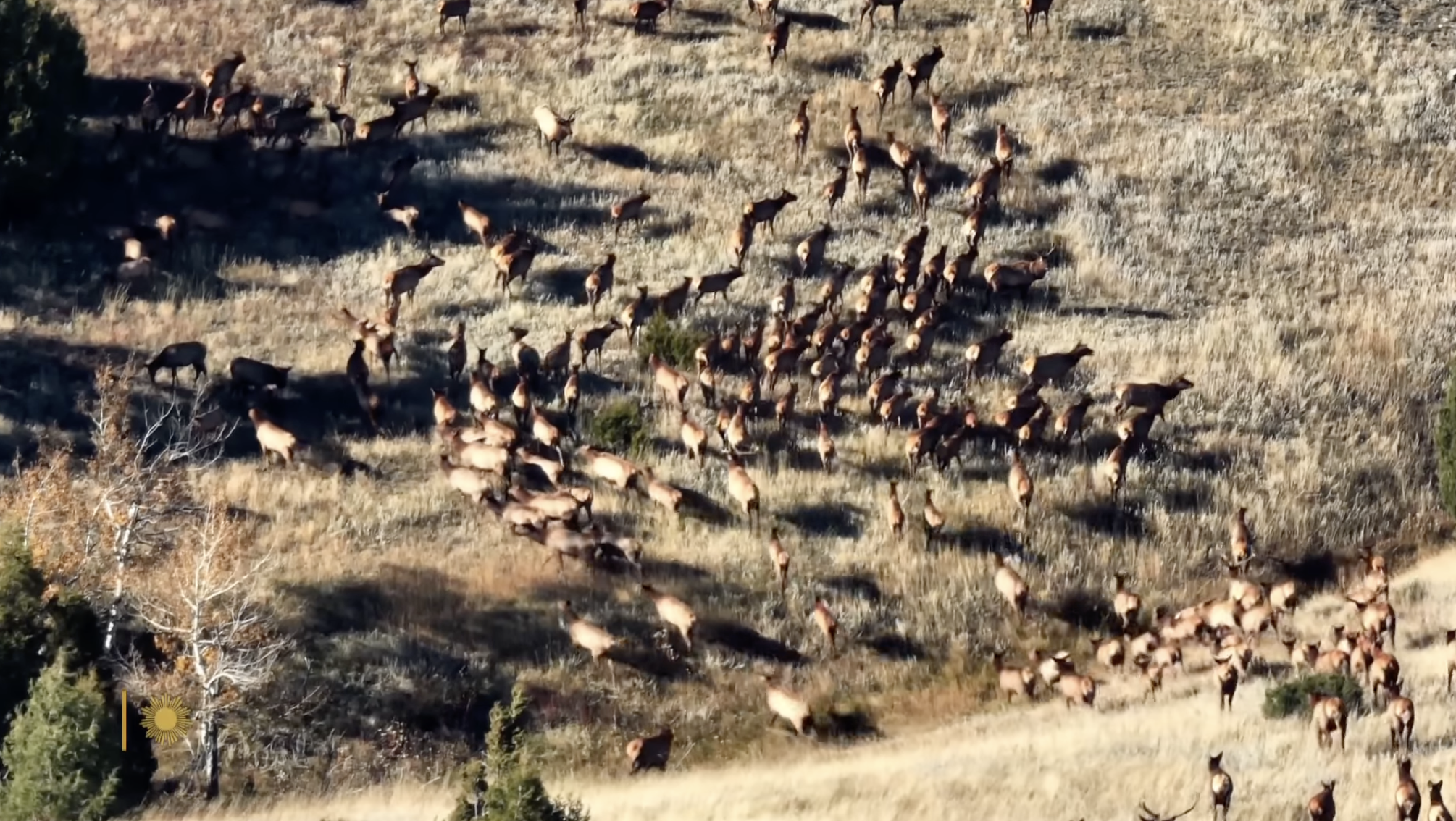 A large herd of elk races across open grasslands, showcasing the thriving wildlife populations reintroduced and protected on Turner’s ranches. | Source: YouTube/CBS Sunday Morning
