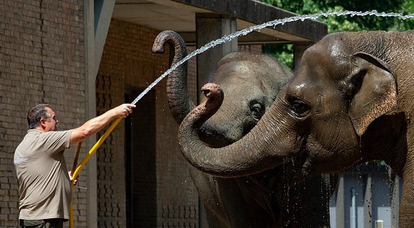 An animal keeper at Berlin Zoo provides the elephant with cooling and refreshment with the help of a water hose. | Photo: Getty Images
