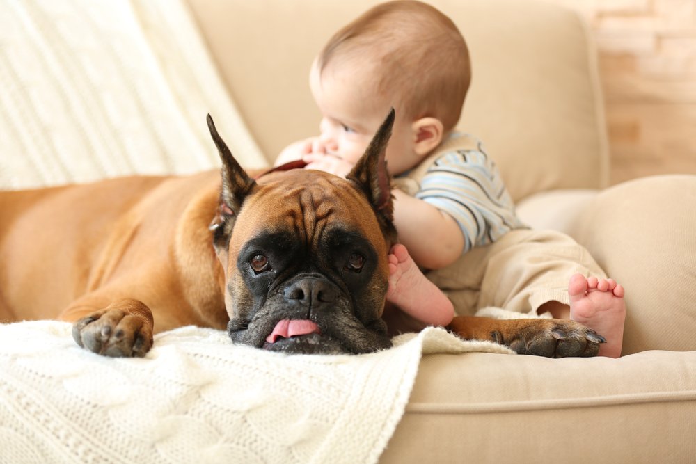Kleiner Junge mit Boxerhund auf einer Couch zu Hause | Quelle: Shutterstock