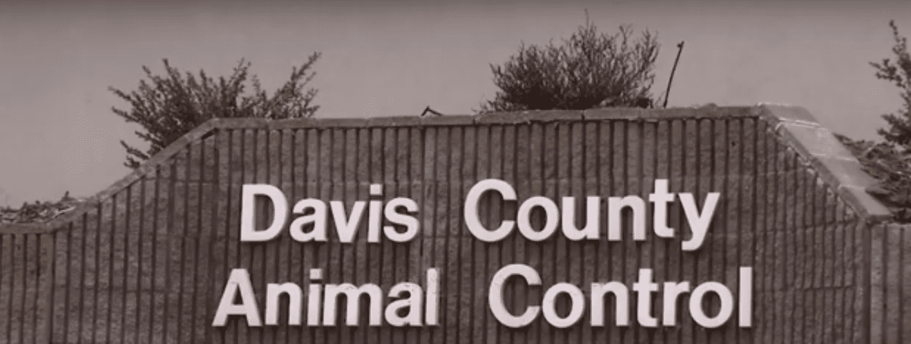 Control Animal del Condado de Davis. | Imagen tomada de: YouTube/abc4utah