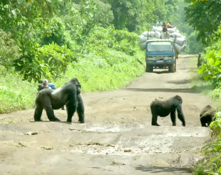 Quelle: YouTube/BBC Earth Quelle: YouTube/BBC Earth