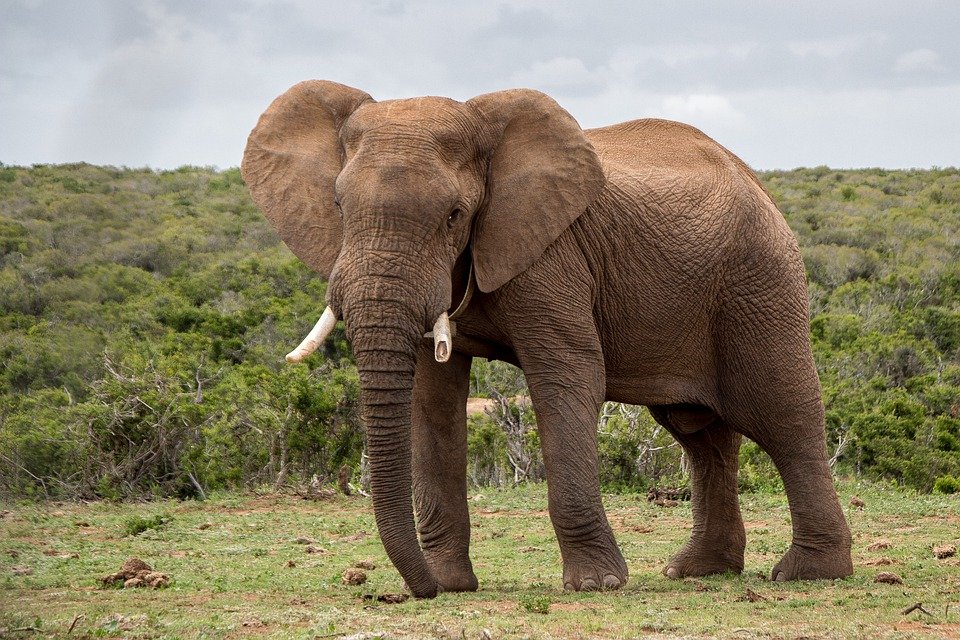 Elefante. | Foto: Pixabay