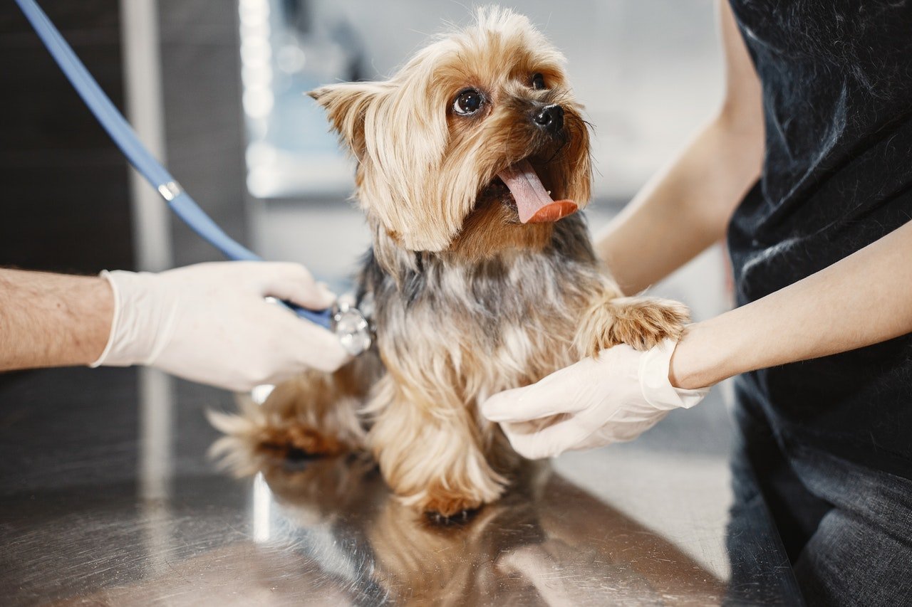 She took his dogs to the vet | Source: Pexels