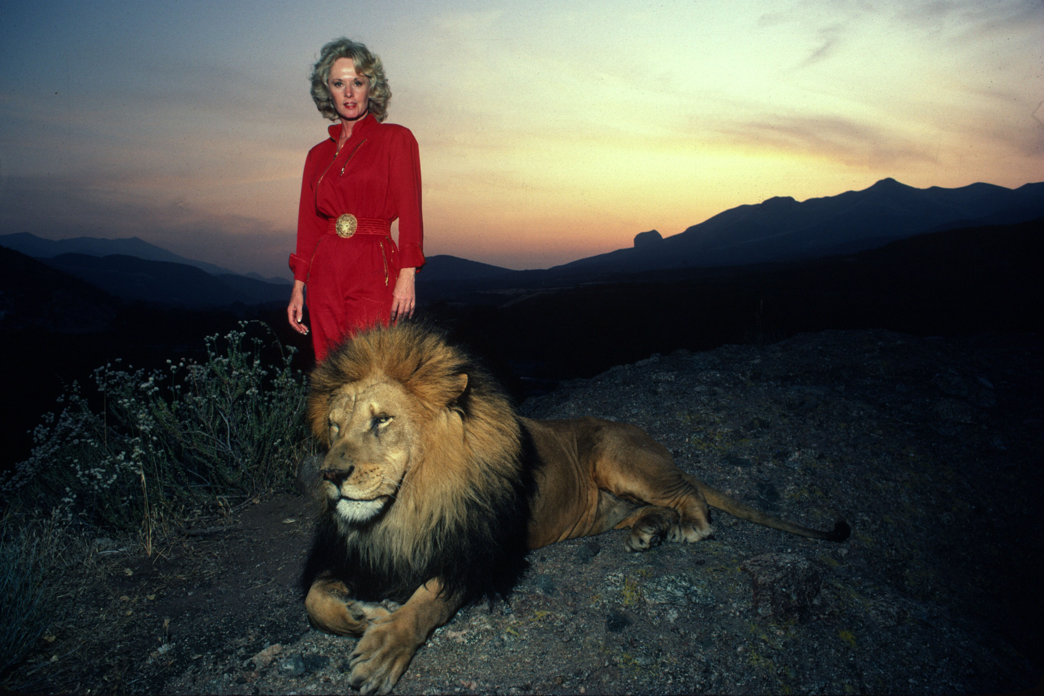 Tippi Hedren with a full grown male lion on a hill overlooking her Saugus Animal reserve mountainside in Saugus, California, on November 16, 1983. | Source: Getty Images
