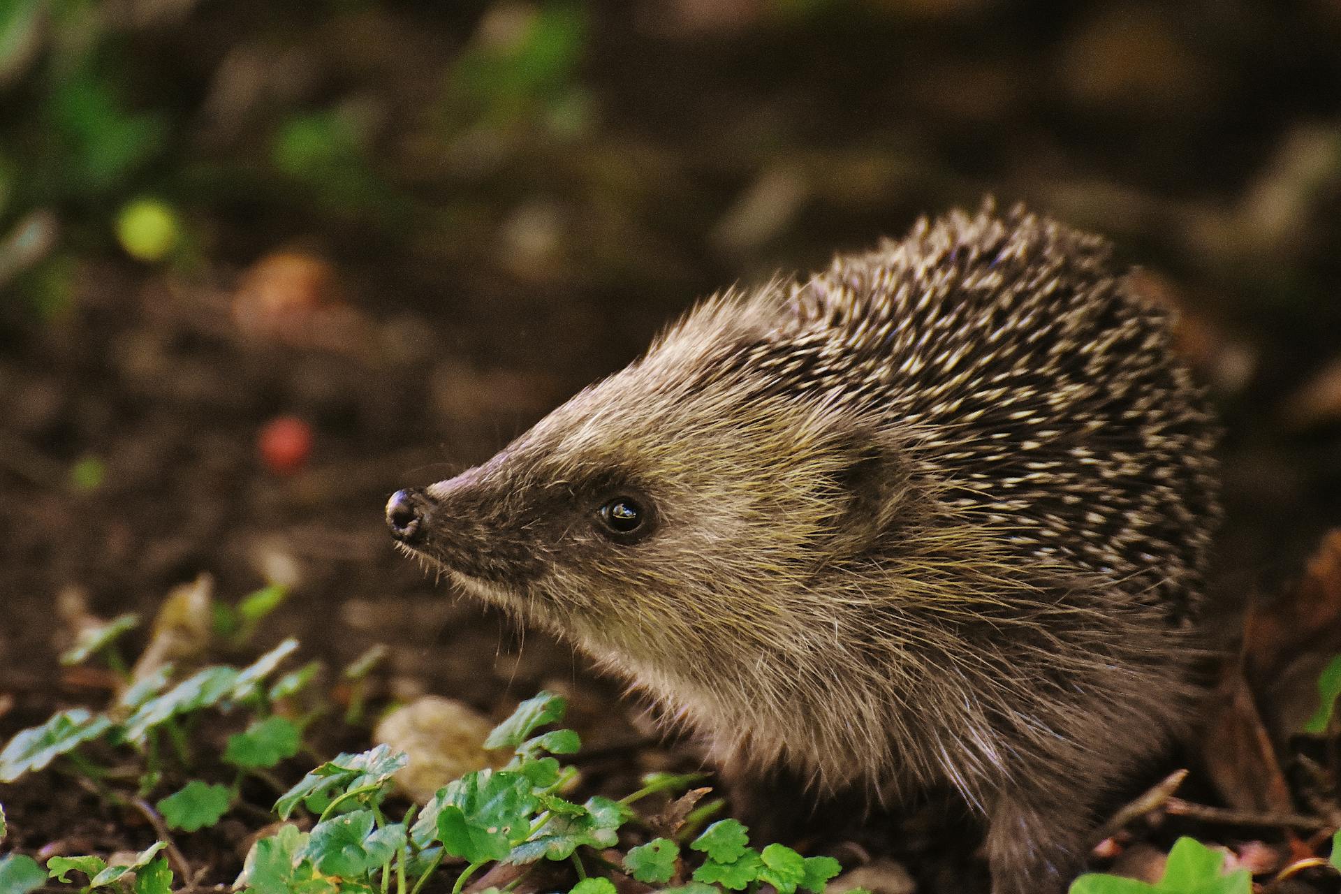 A hedgehog in the wild | Source: Pexels