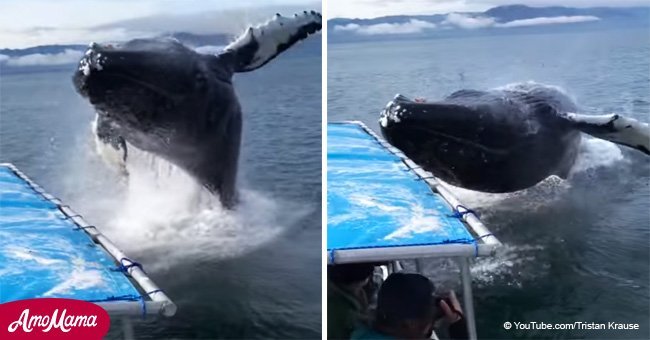 Incredible moment massive humpback whale drenches tourist boat with water