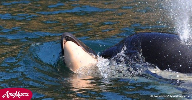 Grieving mother orca refuses to let go of her dead calf