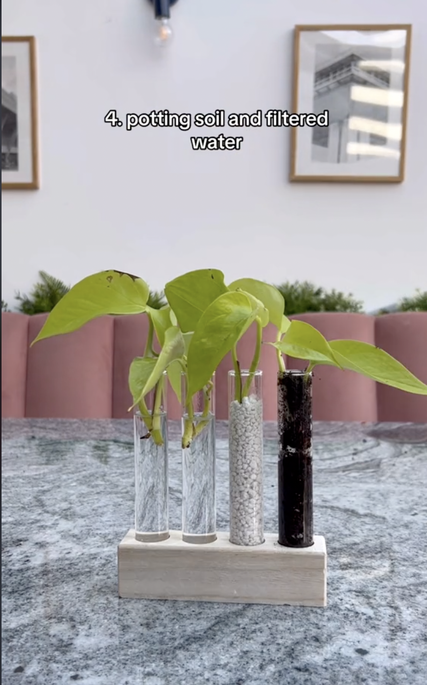 Neon pothos cuttings in a propagation experiement in a clip uploaded on October 5, 2024 | Source: TikTok/thelittlelifelately