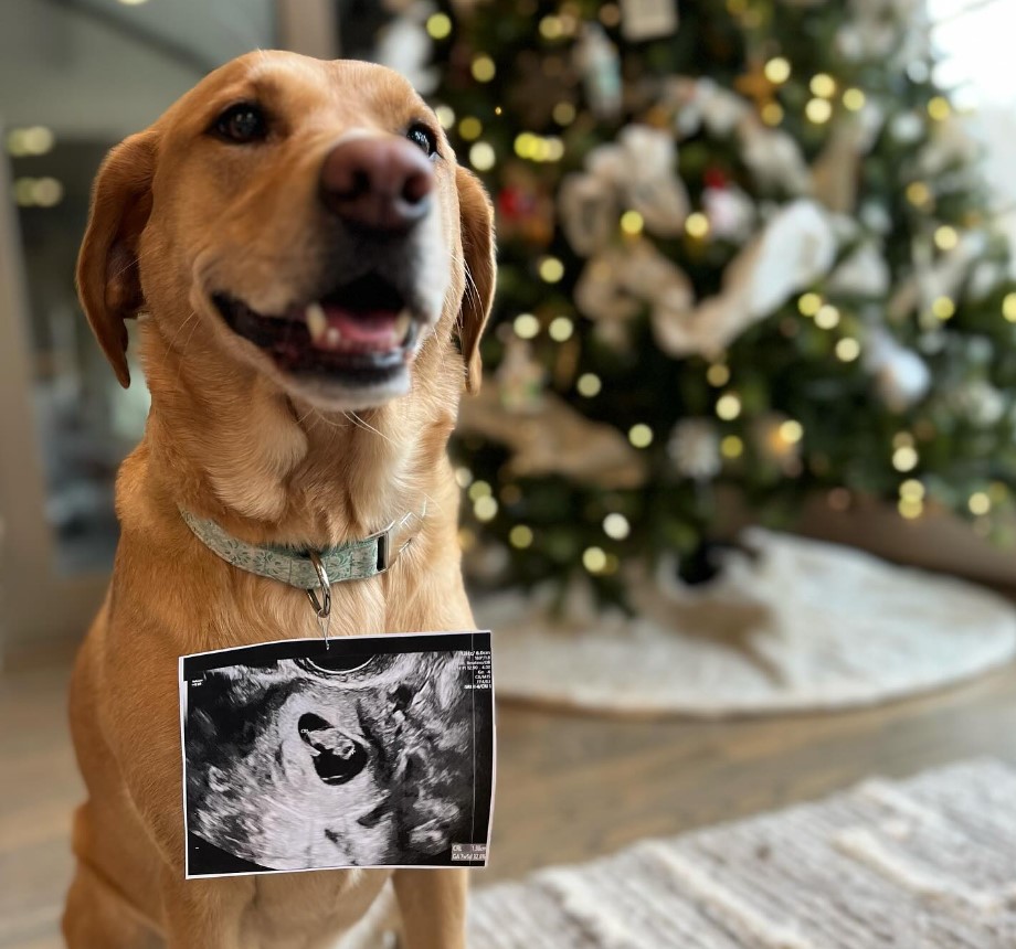 Mattie Jackson and her husband, Connor Smith's dog, Ryman, posing with his baby brother's sonogram in a post made on February 9, 2024 | Source: Facebook/Mattie Jackson Smith