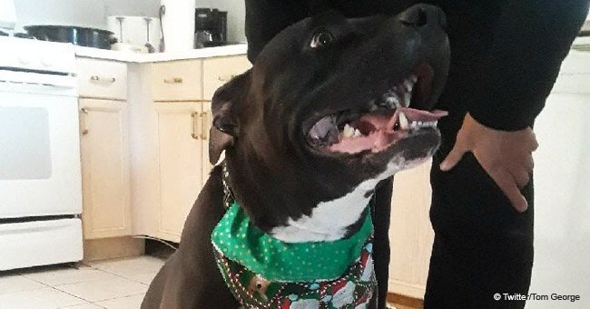 Pit bull shot and killed 'point blank' while on a walk with his owner