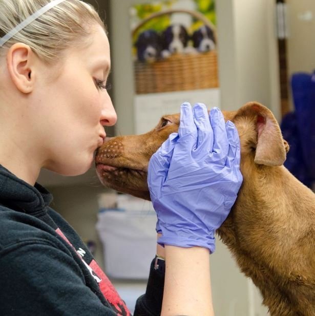 Despite being abandoned, the puppy is a really sweet dog l Source: Facebook/StrayRescue