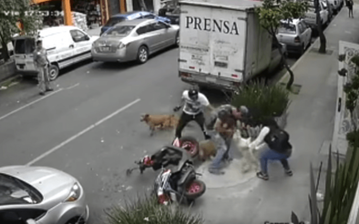 Man fights with his bare hands to save his little dog from a pit bull attack