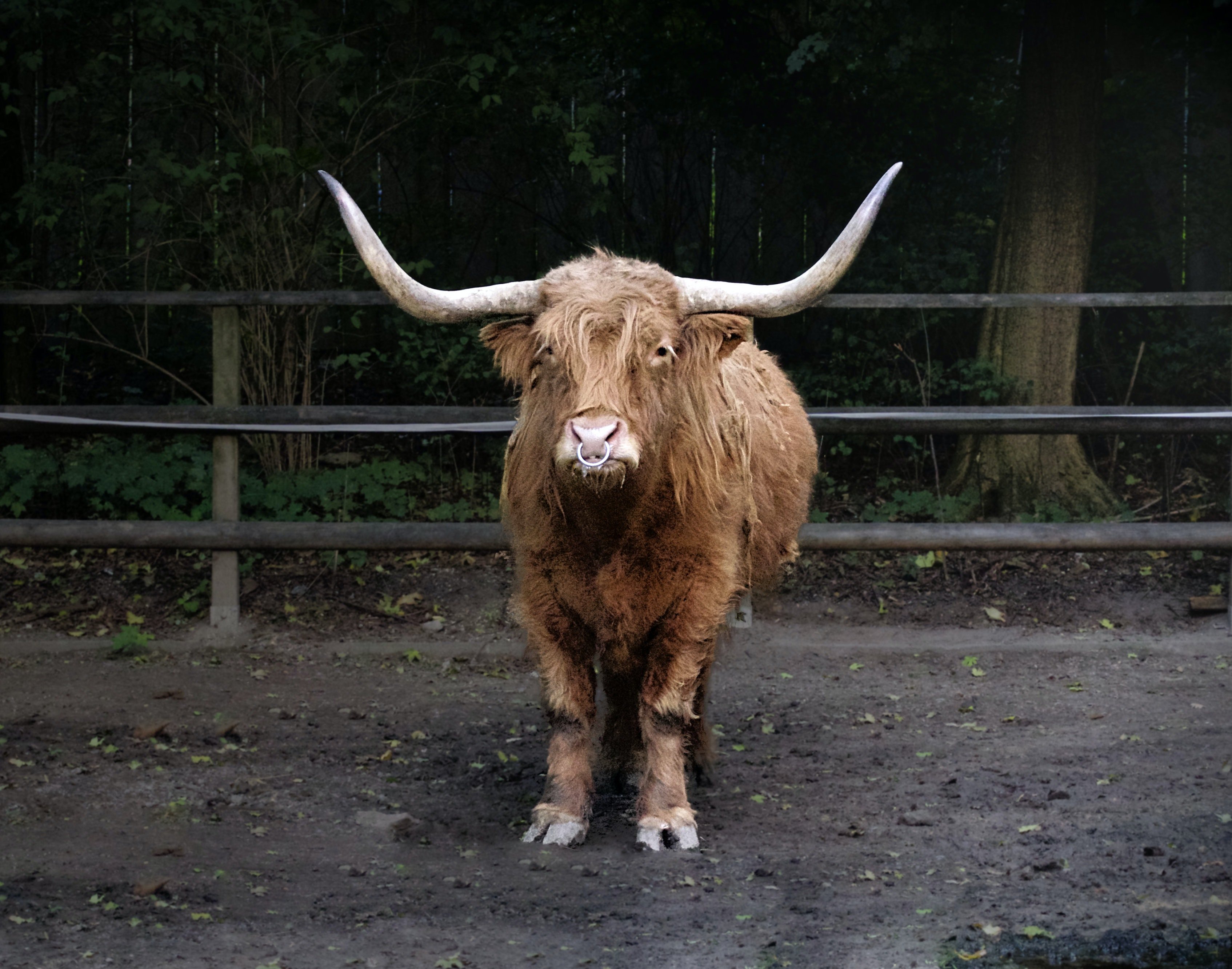 A bull. | Photo: Pexels