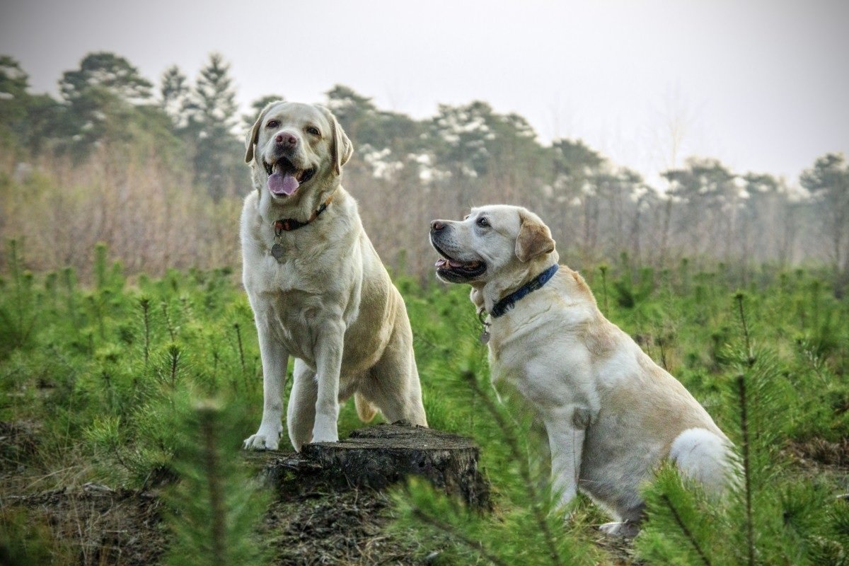 Perros en el campo.| Imagen tomada de: Pxhere