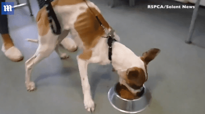 El perro comió desesperadamente-Imagen tomada de YouTube-Let me trend