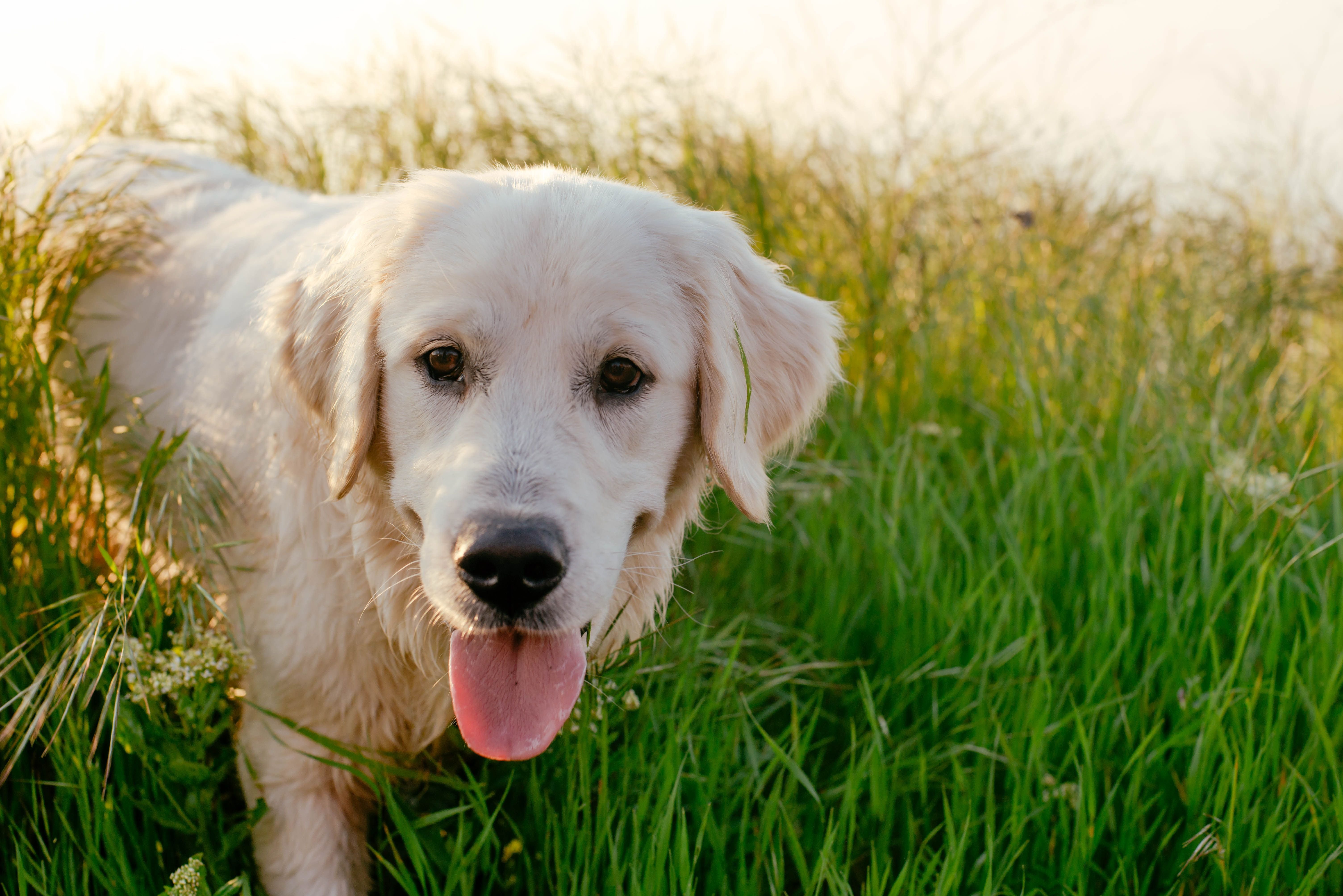 An adult labrador dog. | Source: Shutterstocks