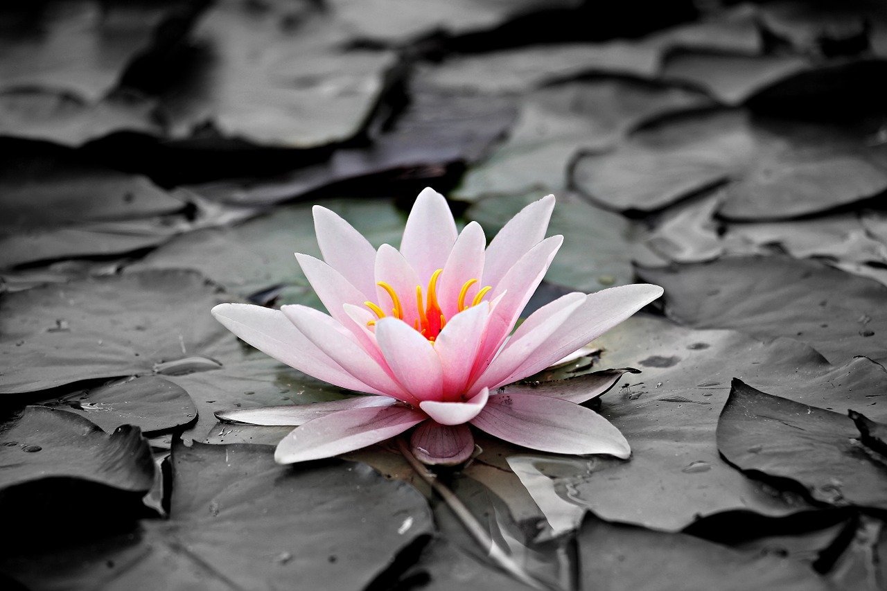 A water lily in full bloom floating around in a pond | Photo: Pixabay/S. Hermann & F. Richter