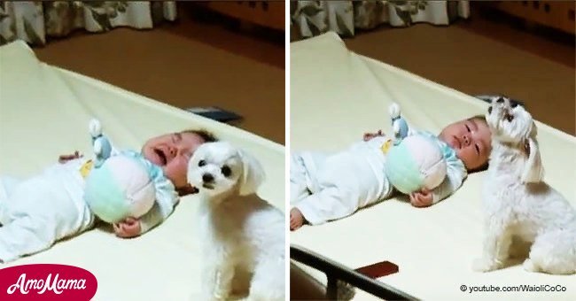 Mom couldn't make baby stop crying, but dog had a revolutionary technique