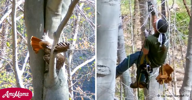 Footage shows daring moment rescuer saves a hawk stuck in a tree