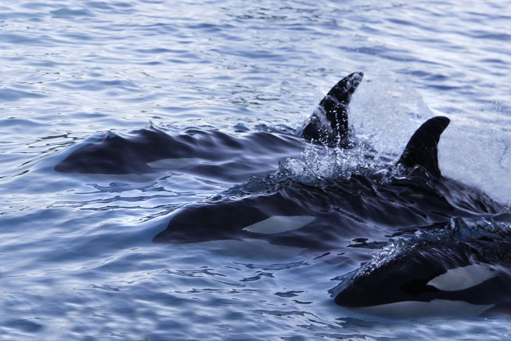 ORCA KILLER WAL (Orcinus orca), LOFOTEN ISLAND, NORWEGEN. (Foto von Sylvain CORDIER) | Quelle: Gamma-Rapho über Getty Images
