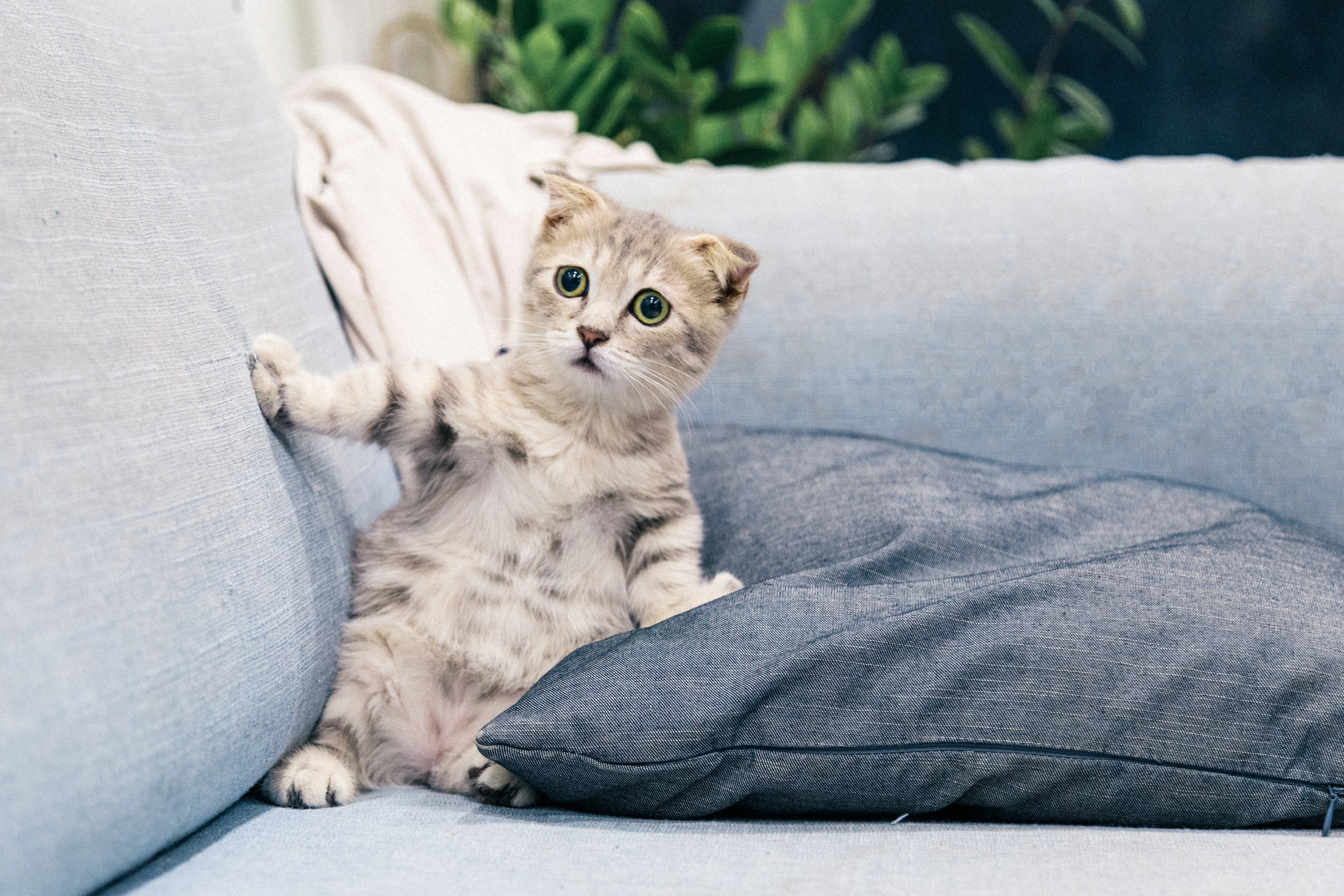 Cute kitten on a sofa. | Source: Pexels